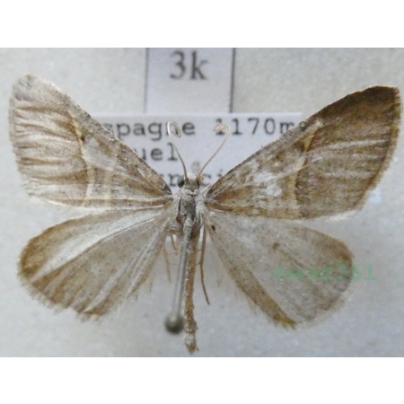 Petrophora convergata (de Villers, 1789) Spain3k